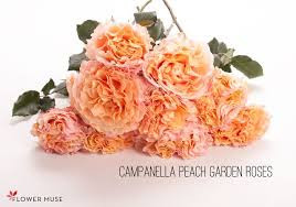 Campanella Peach